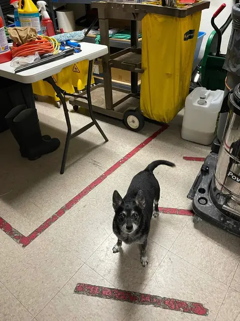 Chewy, a small black dog, looking up at the camera from a tile floor beside a janitor's cart, a folding table and a steel canister vacuum