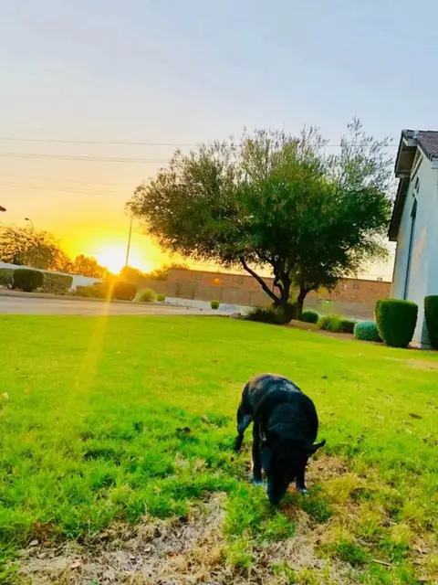 Nick, a black dog, nosing the grass of a lawn with the sun low on the horizon, and a tree and a block wall behind him